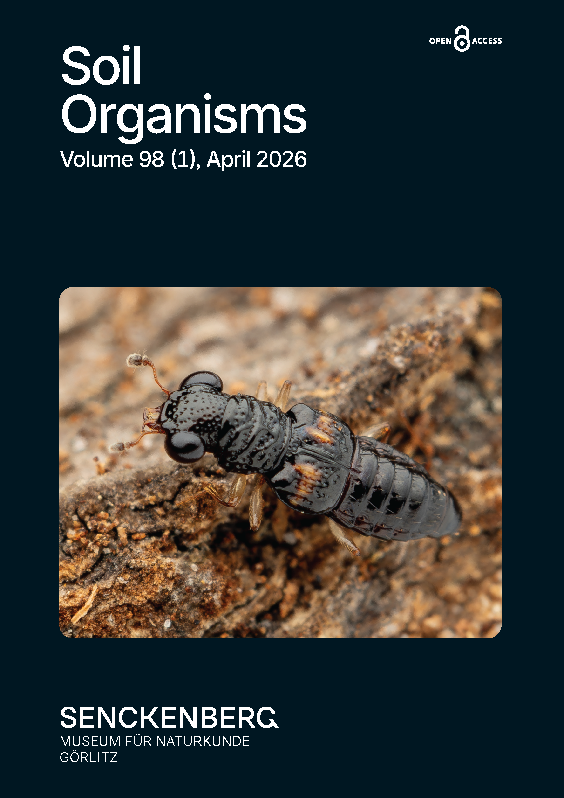 Front Cover 98 (1): Megalopinus indochinensis Mainda, 2025 | Photo: Mattes Linde (Greifswald, Germany)